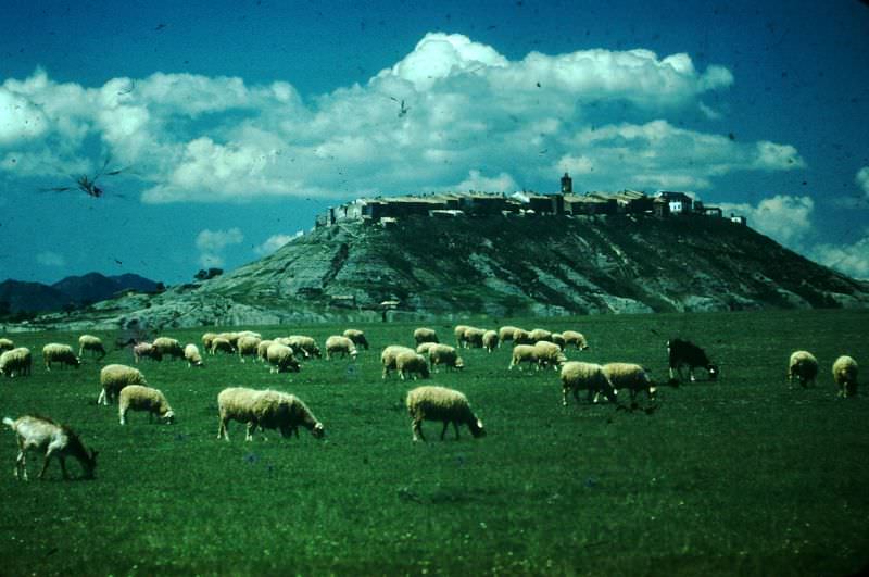 #41 Pastorale Aragonez