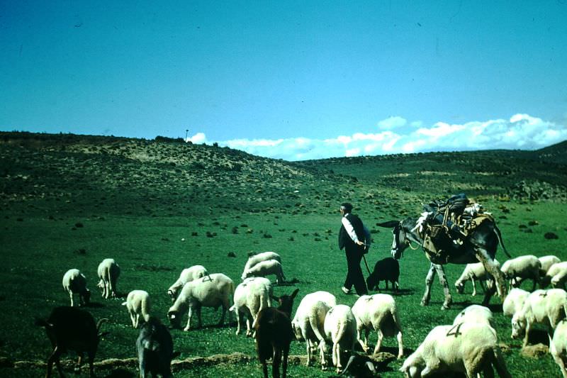 #50 Sheepherder of Aragon near Huesca