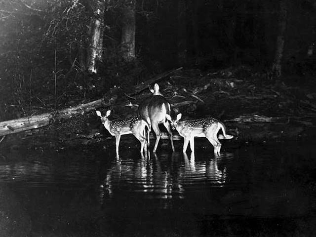 #33 First photograph of animals taken at night by wildlife enthusiast George Shiras, ca. 1906.