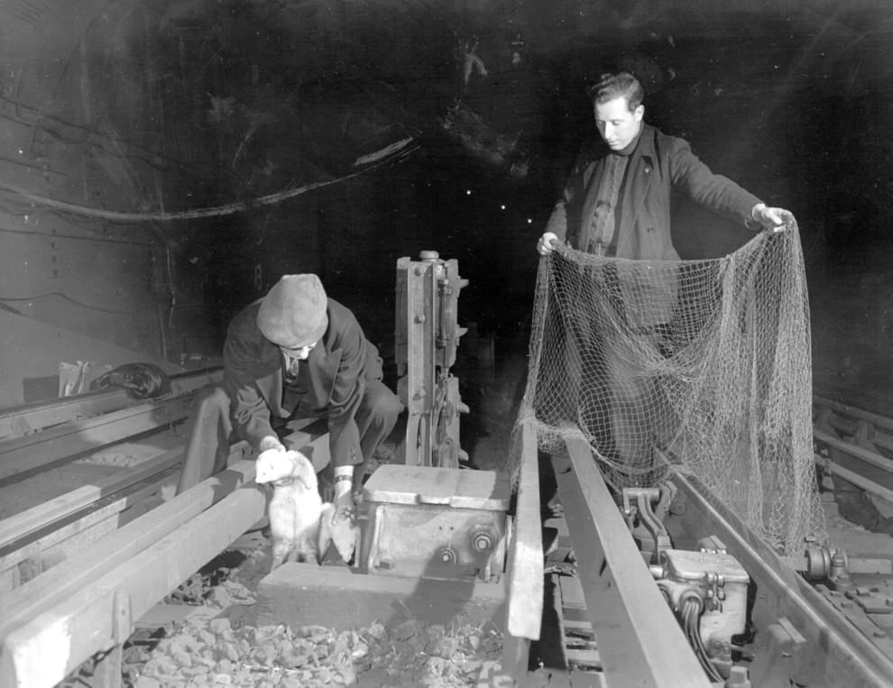 #54 London Underground rat-catchers with their net and ferrets, ca. 1950.