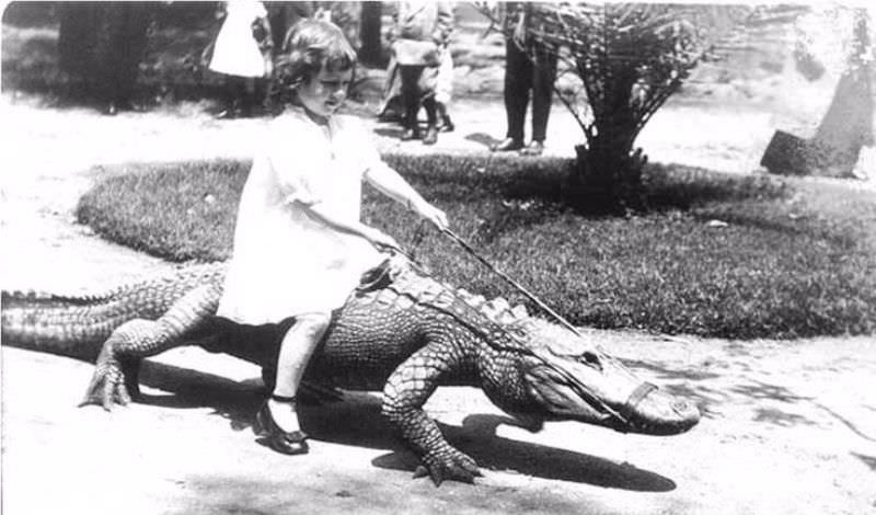 People Casually hanging Out With Alligators In The Past Weird