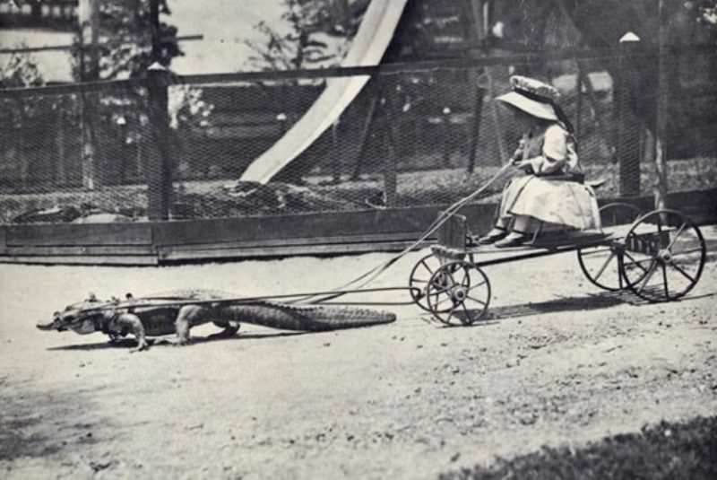 People Casually hanging Out With Alligators In The Past Weird
