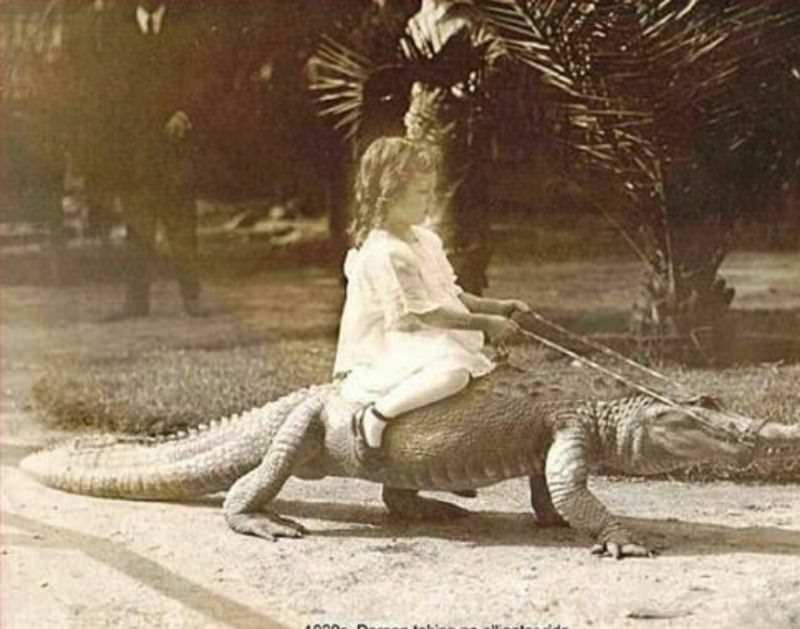People Casually hanging Out With Alligators In The Past Weird