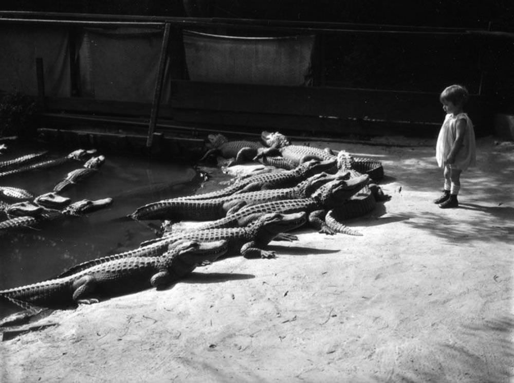 People Casually hanging Out With Alligators In The Past Weird