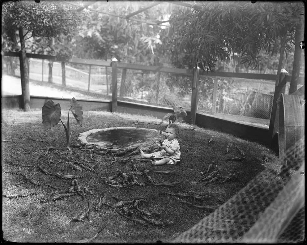 People Casually hanging Out With Alligators In The Past Weird