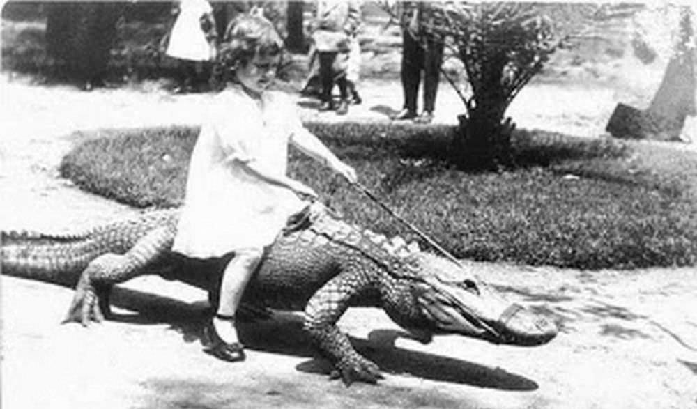 People Casually hanging Out With Alligators In The Past Weird