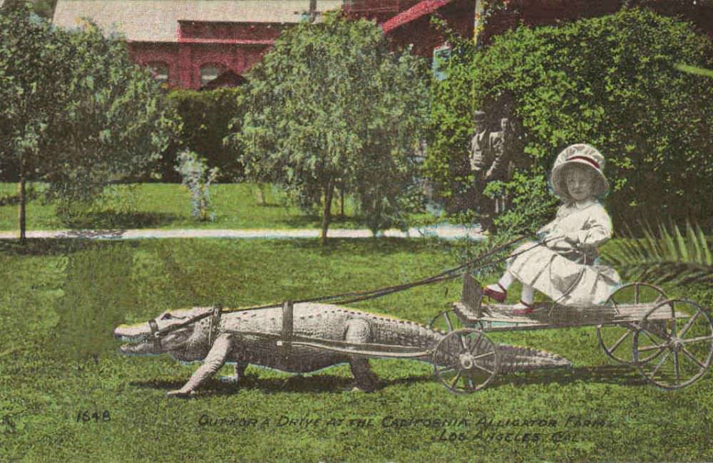 People Casually hanging Out With Alligators In The Past Weird