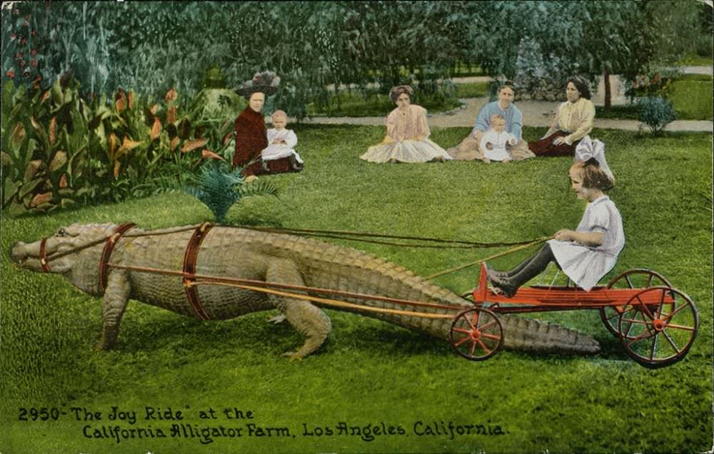 People Casually hanging Out With Alligators In The Past Weird