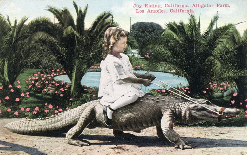 People Casually hanging Out With Alligators In The Past Weird