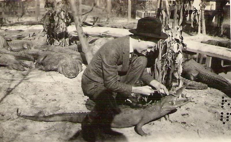 People Casually hanging Out With Alligators In The Past Weird