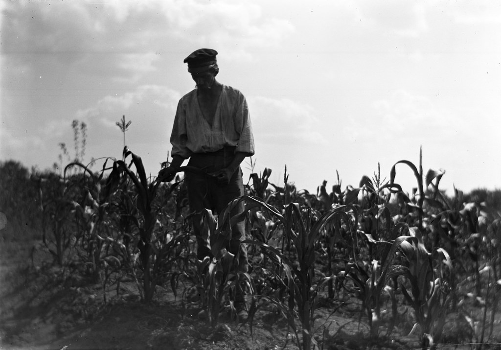 #24 Gardener in corn country, Stjärneborg, 1914.