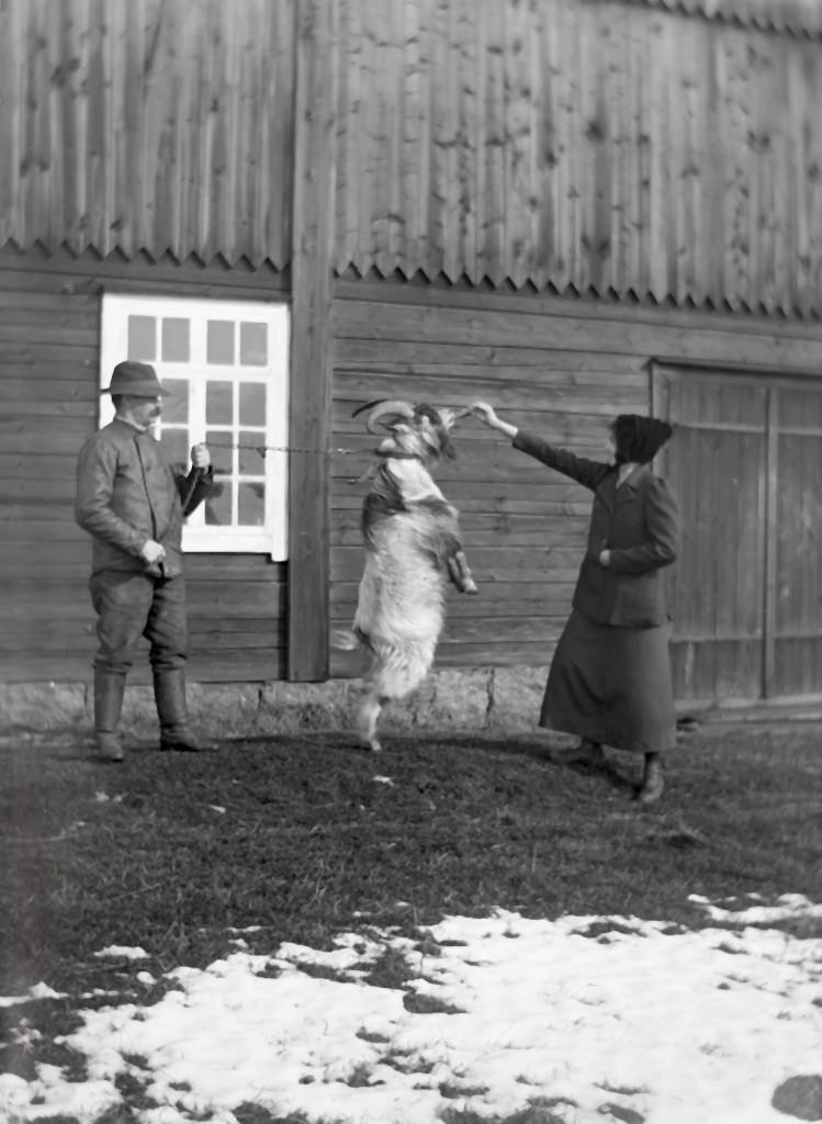 #53 Goat standing on its hind legs.