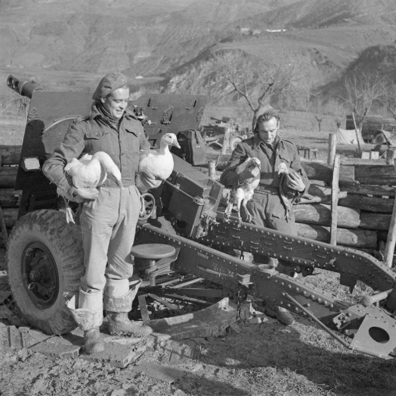 #56 Gunners with geese and turkeys for the Christmas pot, Italy, 1944.