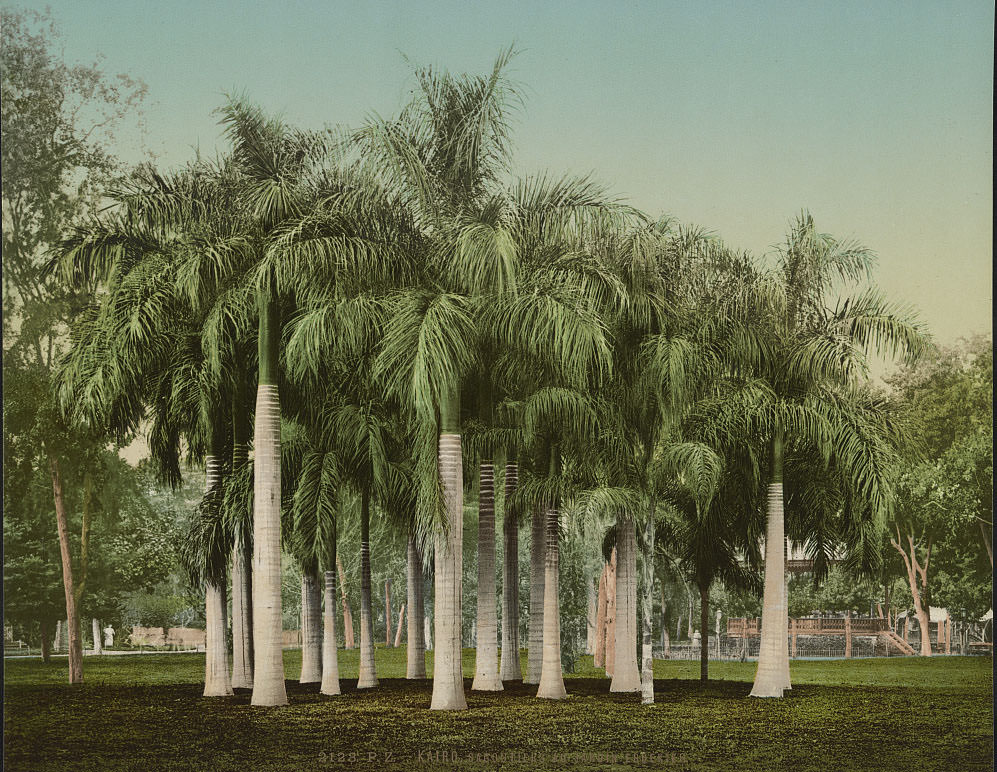 #20 Sago palm trees in the Esbekieh Garden, Cairo, 1890s