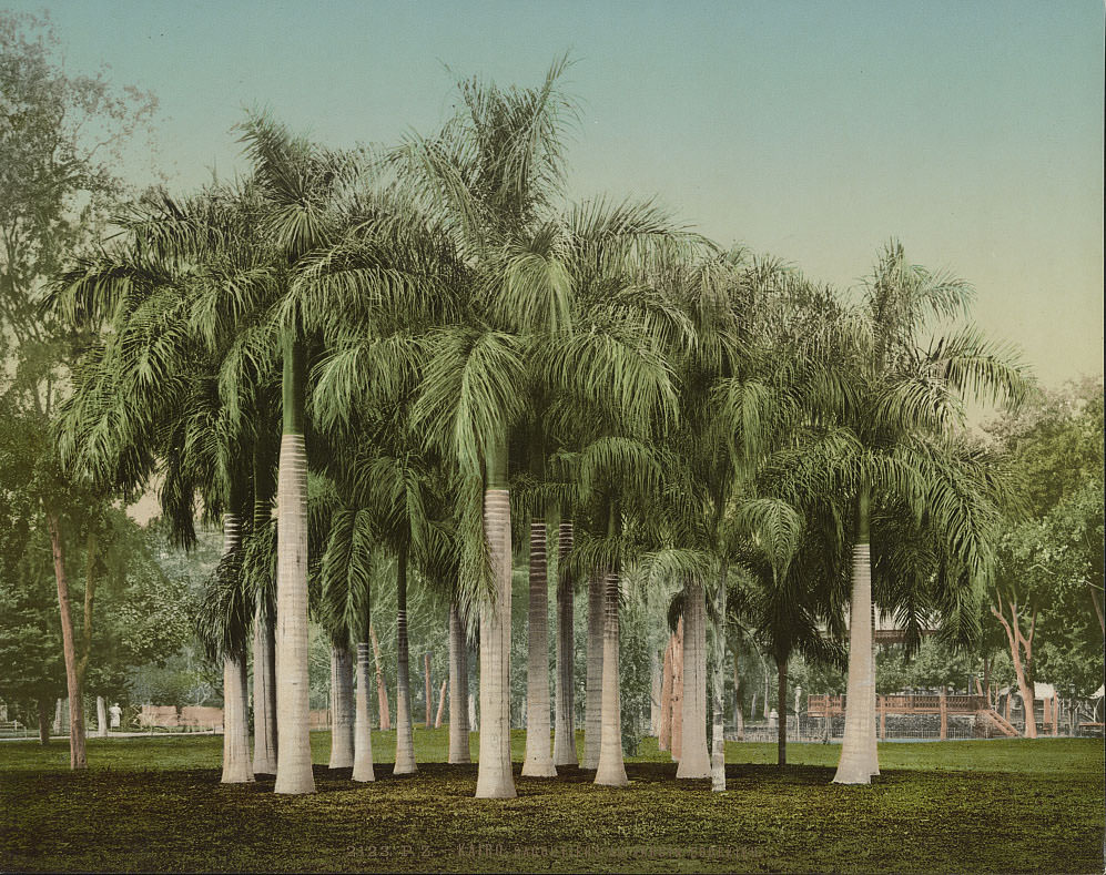 #21 Sago palm trees in the Esbekieh Garden, Cairo, 1890s
