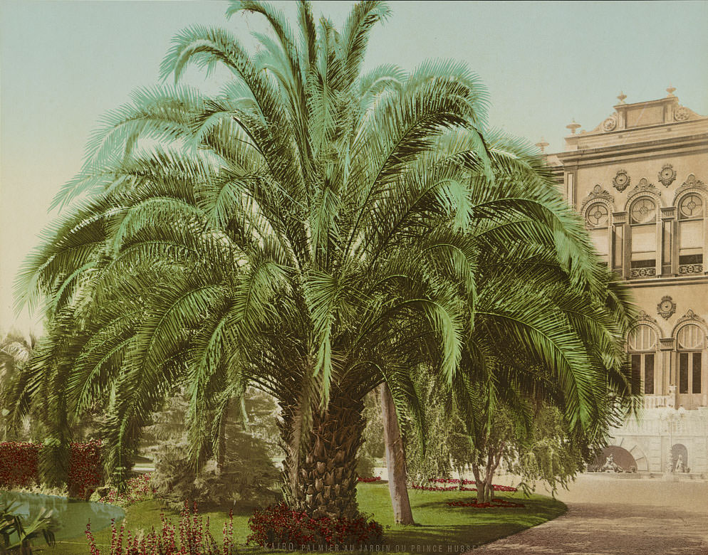 #32 Palm tree in Prince Hussein Garden, Cairo, 1890s