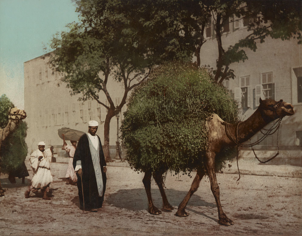 #40 Fellahs carrying fodder to the city, Cairo, 1890s