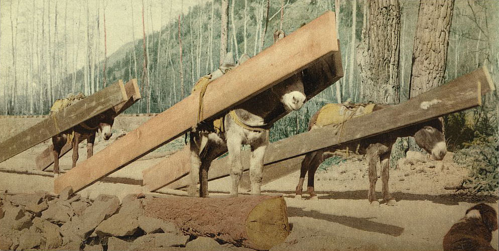 #34 A lumber pack, Colorado, 1890s