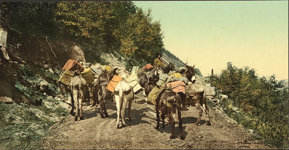 #35 Pack train on mountain road, Colorado, 1890s