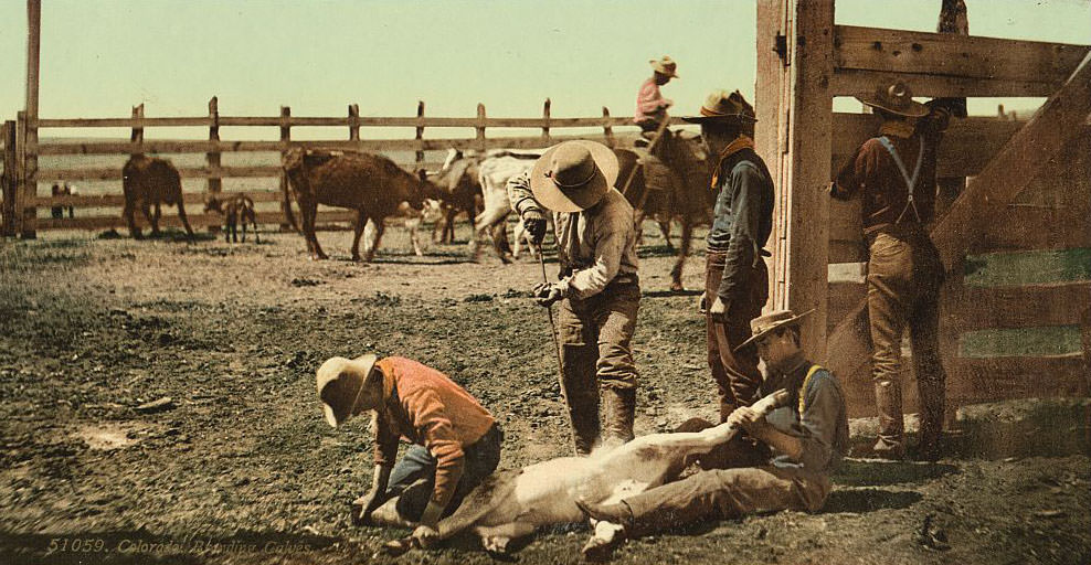 #38 Branding calves, Colorado, 1890s