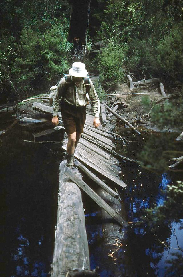 #36 A bridge in Tasmania, 1954