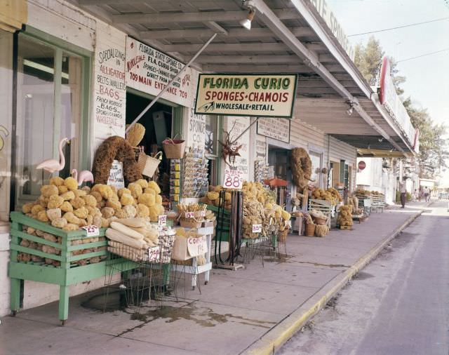 #36 Sponges on display in front of the Florida Curio gift shop in Tarpon Springs, circa 1955