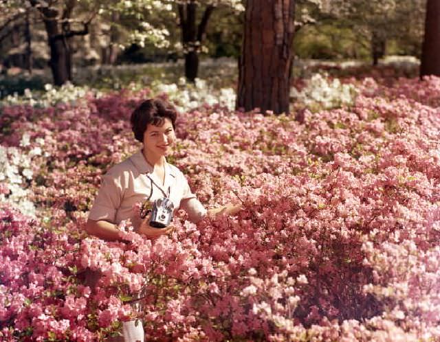 #43 Woman posing in azaleas at Killearn (Maclay) Gardens State Park, Tallahassee, circa 1958