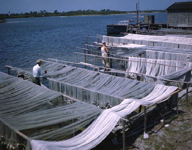 #23 Drying fishing nets near Sarasota, Florida, circa 1950