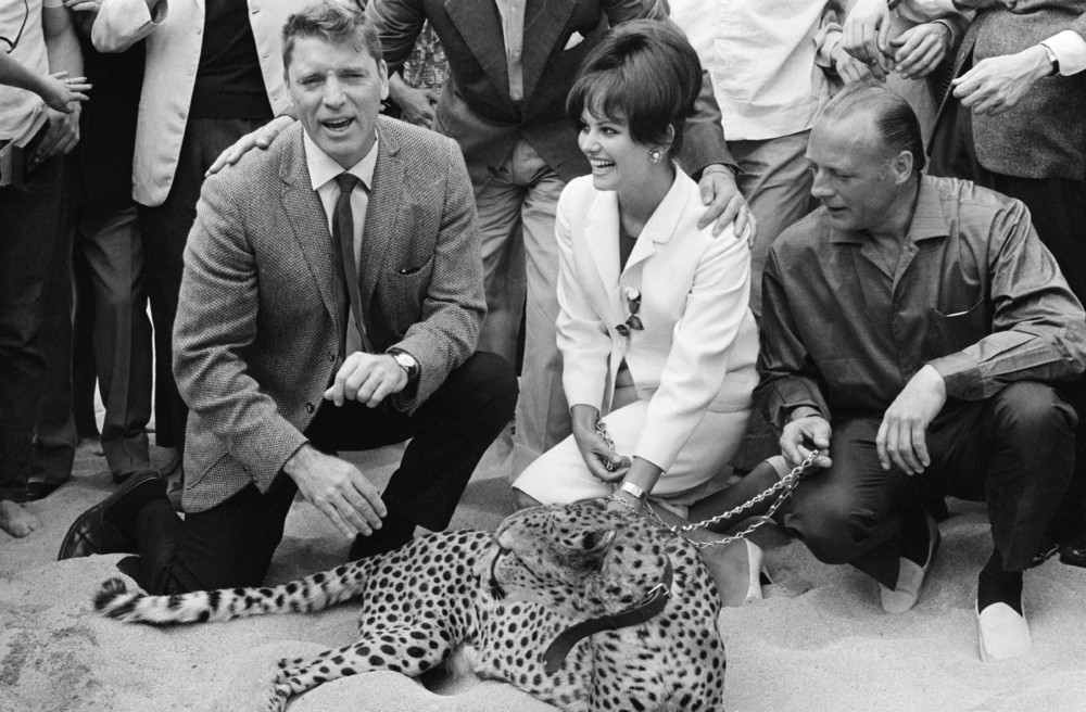 #51 Actors Burt Lancaster and Claudia Cardinale with a real leopard in the Croisette for the presentation of Luchino Visconti’s movie “The Leopard” at the XVIth Cannes Film Festival, in Cannes, France, on May 21, 1963.