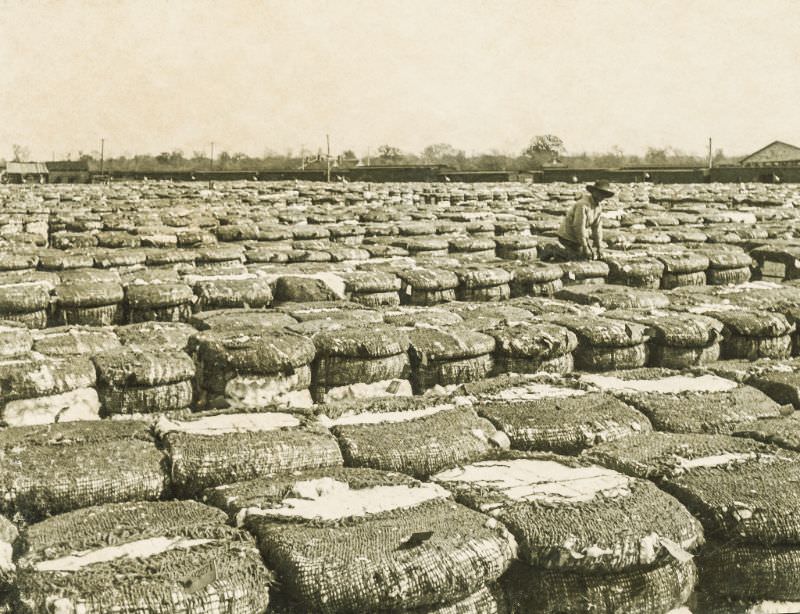 #18 Cotton mill stored bales, Greenville, Texas