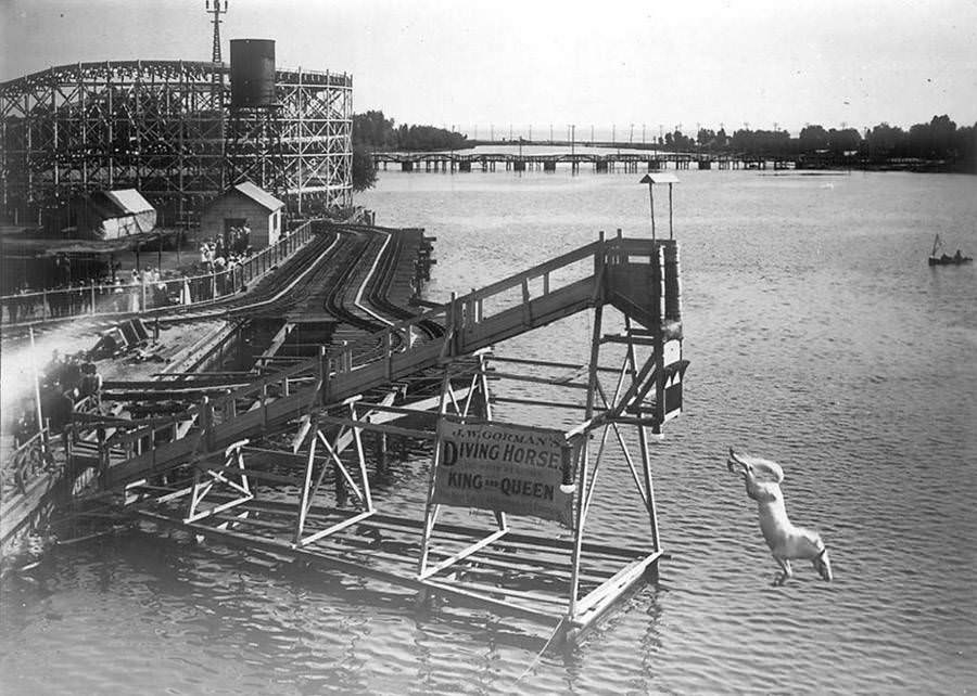 #8 Diving horses were a popular attraction at the Hanlan’s Point Amusement Park in Toronto, Canada. 1907