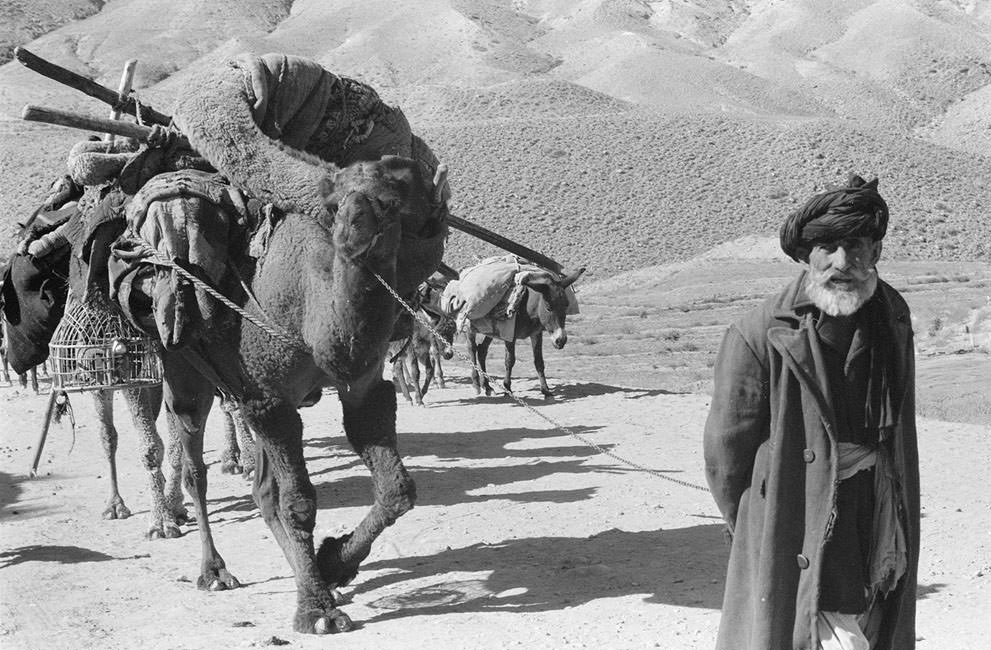 #24 Afghan man leading laden camels and donkeys through an arid, rocky landscape, in November, 1959. (Robert P. Martin, LOC)