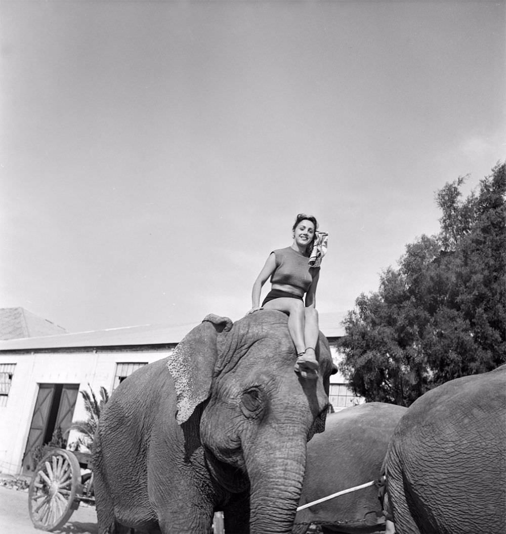 A picture of a circus girl sitting on the head of an elephant during a rehearsal for the Ringling Bros. and Barnum &; Bailey Circus in Sarasota, FL in 1949.