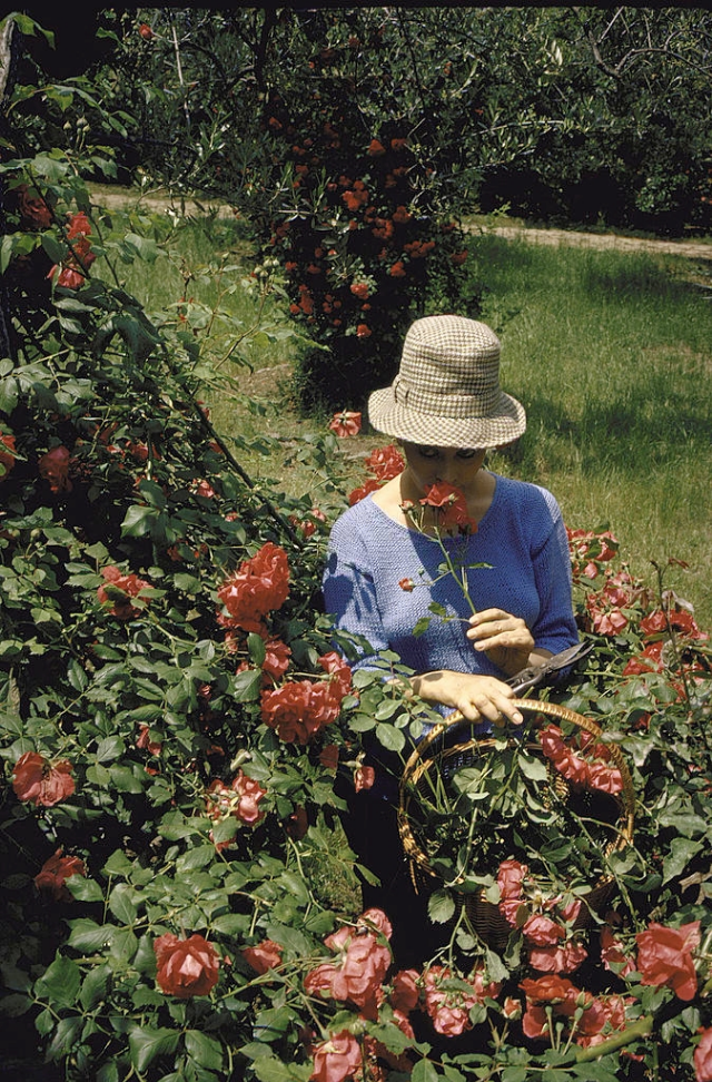 #29 Sophia Loren in a garden on the grounds of her villa.