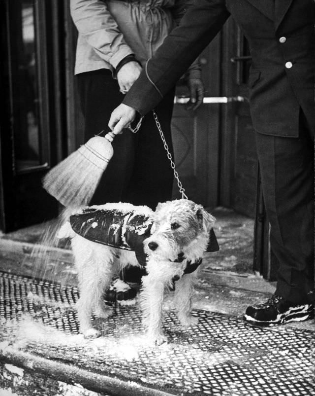 #5 Privileged dog gets thorough whisking when he returns to hotel from snowy streets.