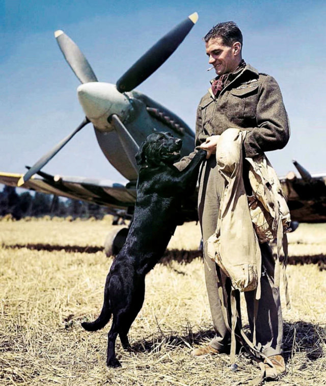 #124 British fighter pilot and his best friend, Bazenville, Normandy, France, July 1944