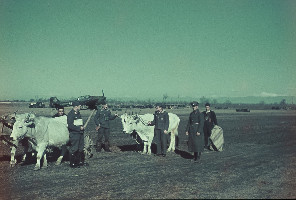 #135 German pilots with peasant and oxen at one of the airports in Bulgaria