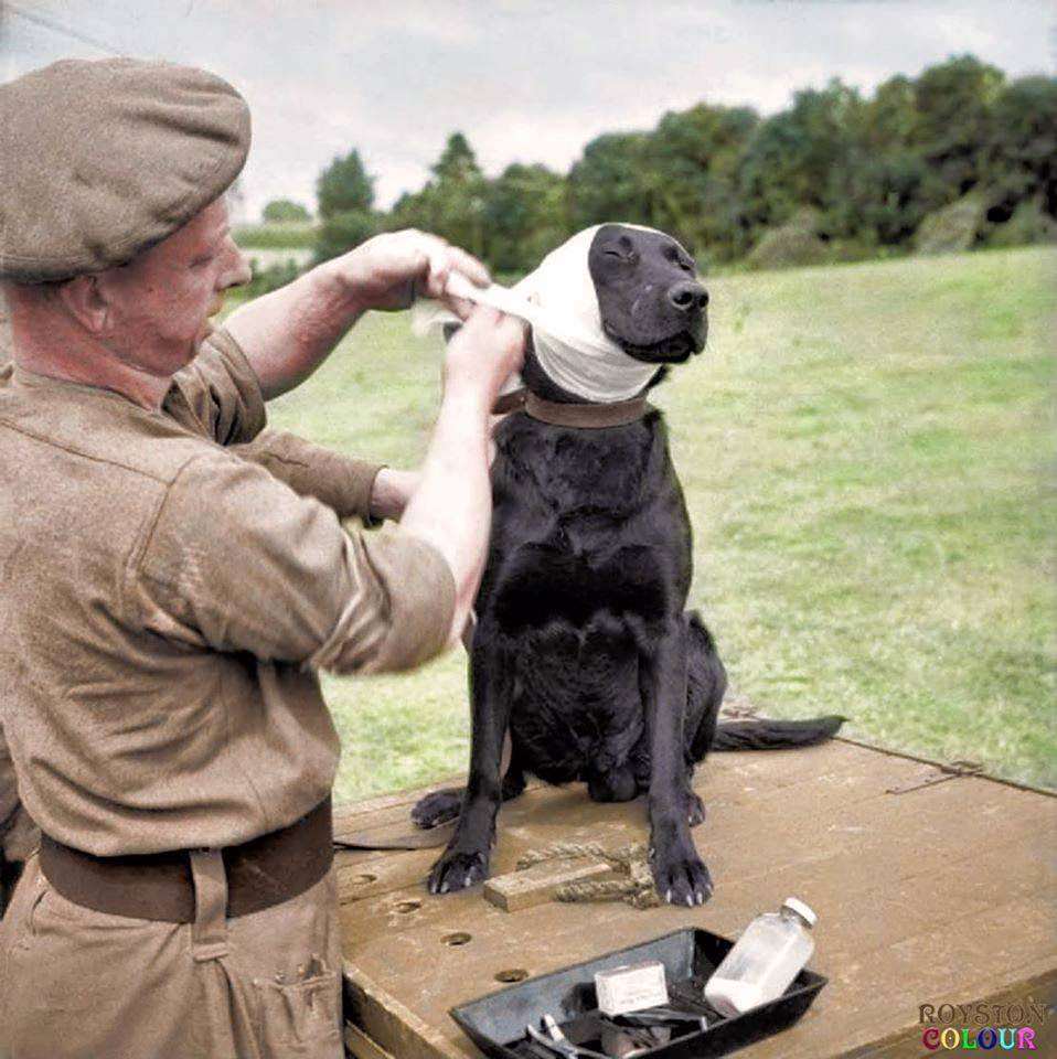 #97 A Sergeant of the Royal Army Veterinary Corps bandages the wounded ear of a mine-detection Labrador dog named ‘Jasper’ at Bayeux in Normandy, 5th of July 1944