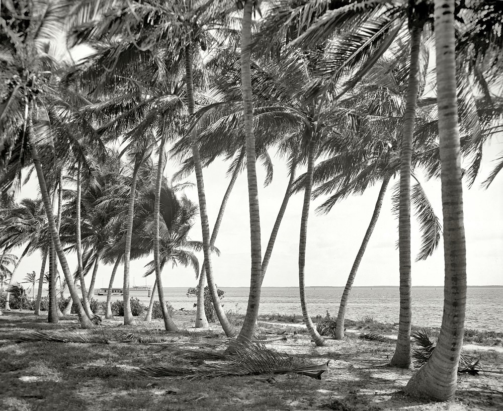 #4 Biscayne Bay through the cocoanut trees, Miami, Florida, circa 1910