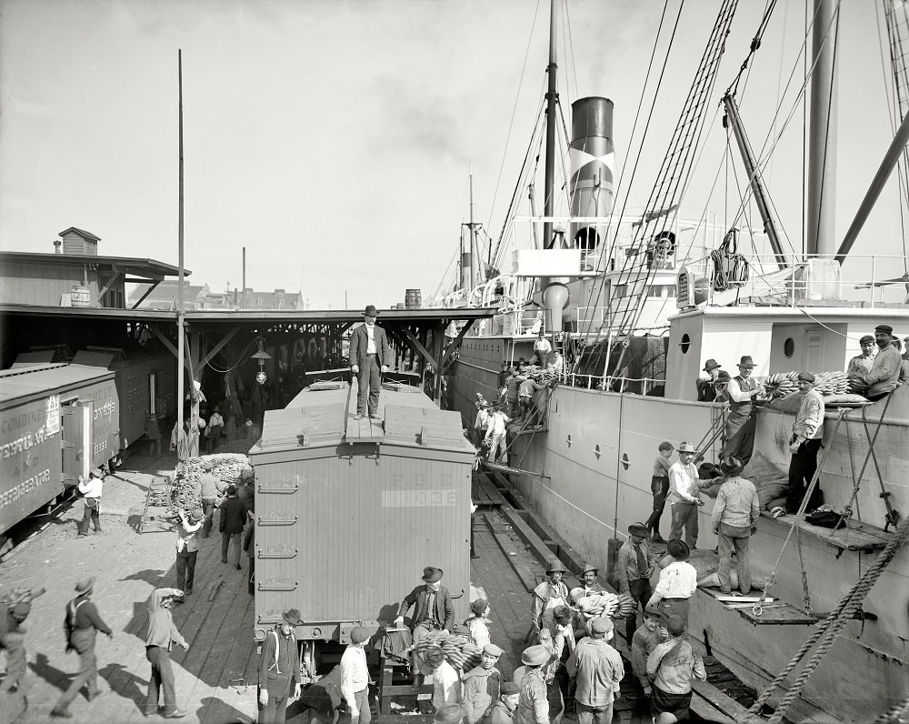 #55 Unloading bananas at New Orleans, 1903