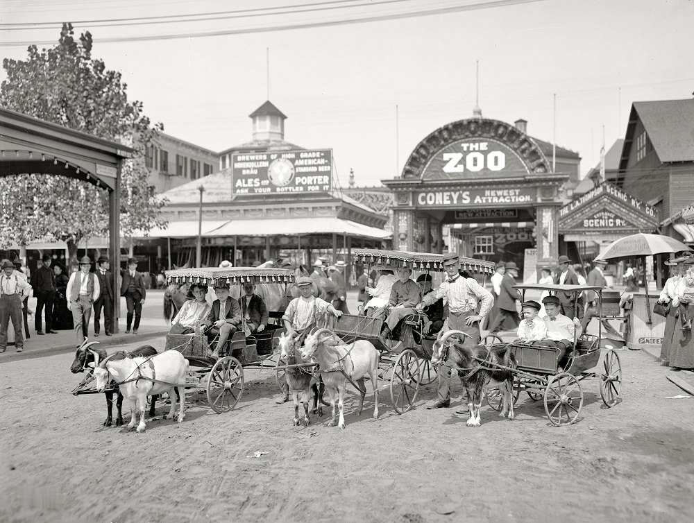 #52 The goat carriages, Coney Island, New York circa 1904