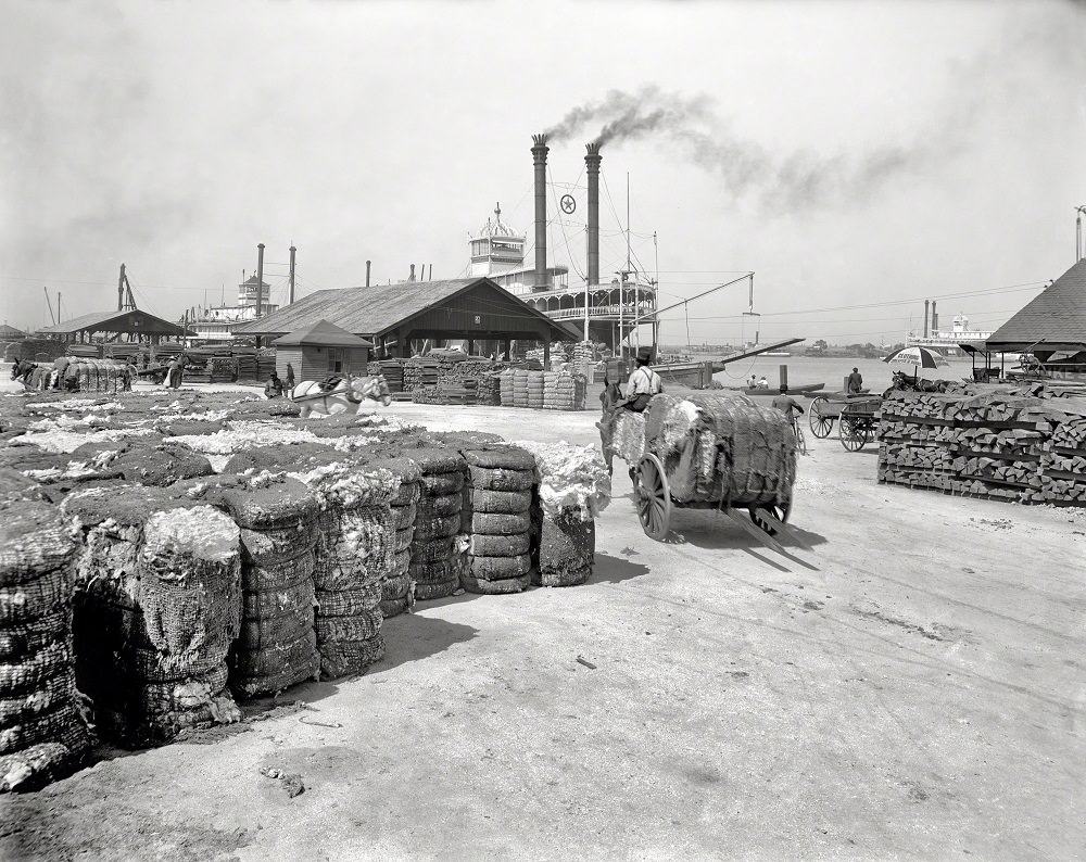 #26 The cotton docks at Mobile, Alabama, 1905