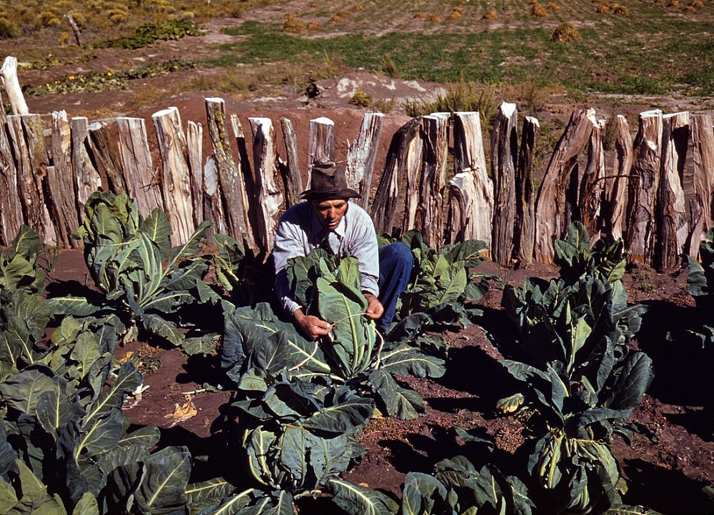 #22 Mr. Leatherman tying up cauliflower in his vegetable garden, Pie Town, New Mexico, October 1940