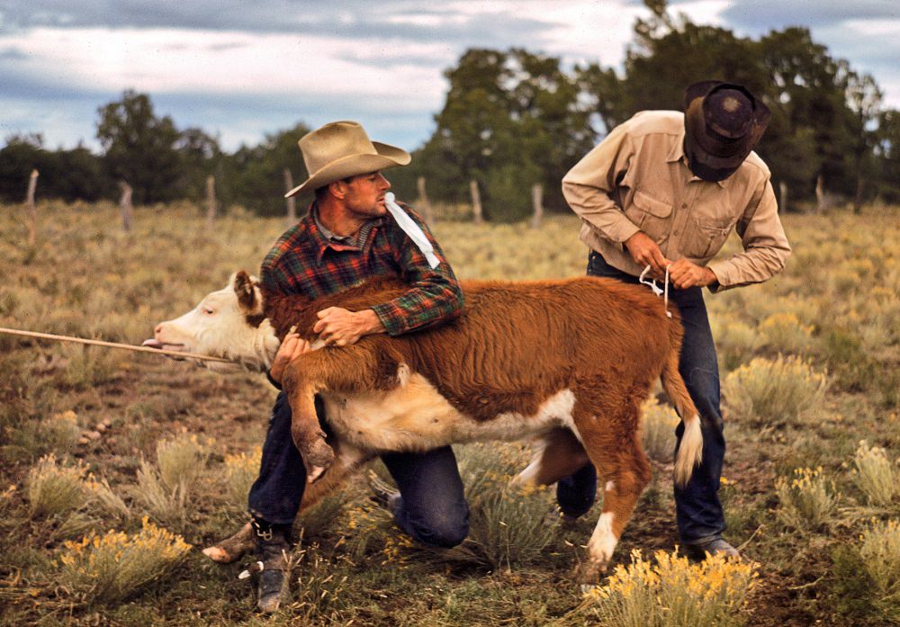 #7 Tying a ribbon on a calf’s tail was one of the feature attractions at the Pie Town Fair rodeo, Pie Town, New Mexico, September 1940