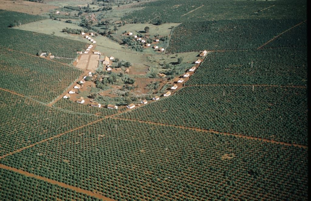 #2 This coffee plantation stood in the terra rosa (purple earth) territory of the state of Parana