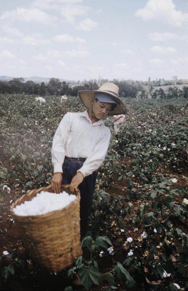 #3 Women picking cotton, Brazil, 1957