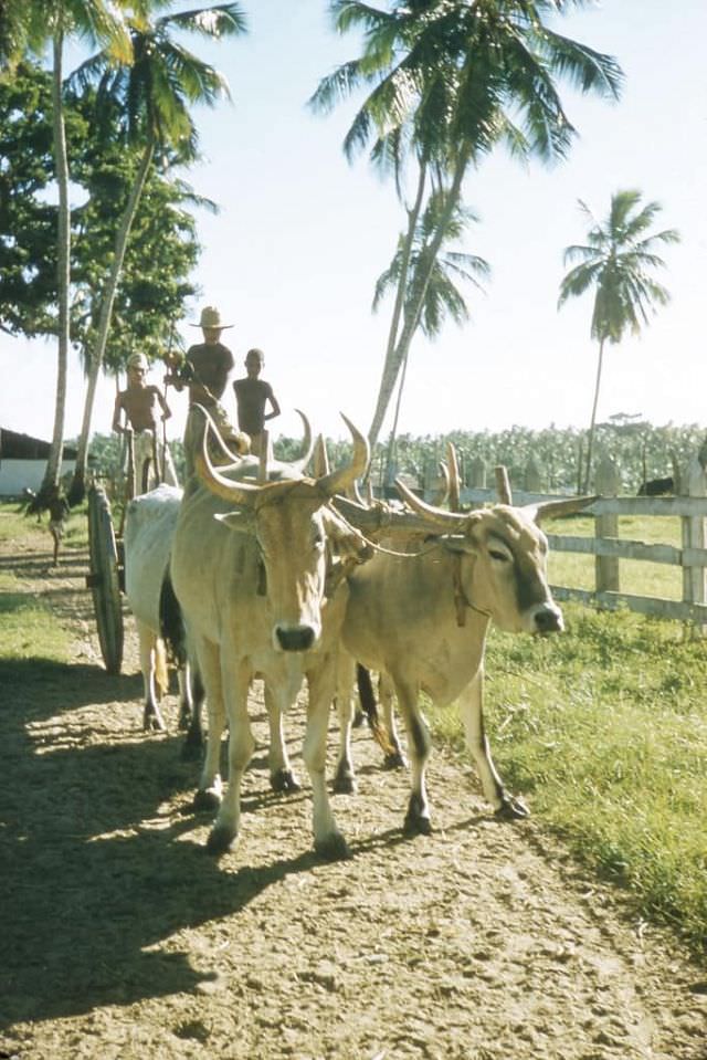#17 Mixed Brazilian and Indian cattle on the Sa family ranch outside Salvador.
