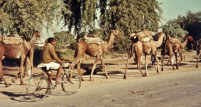 #9 Okara Camel train