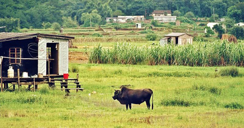 #34 Sheung Shui, Hong Kong, 1970s