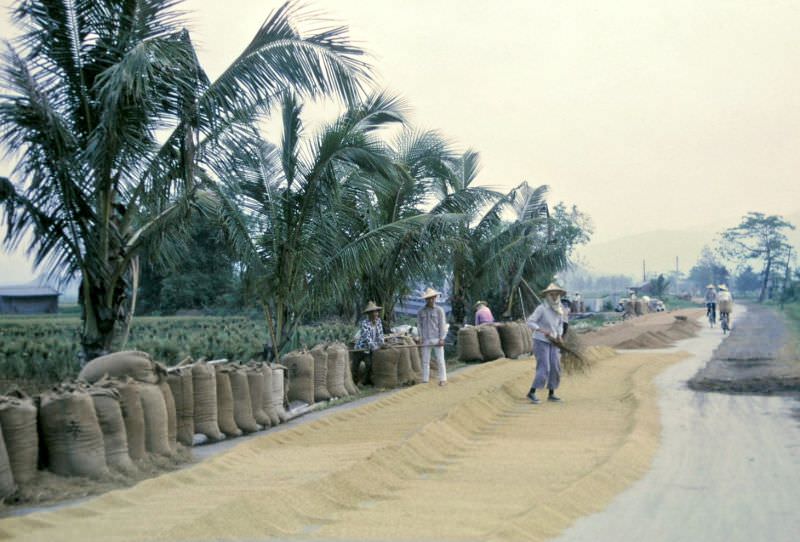 #11 Rice drying on the road after threshing, Taiwan, 1970s